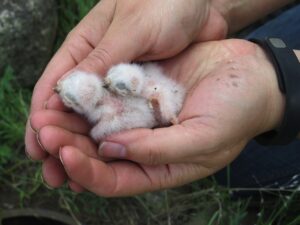 baby owls