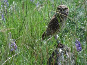 owl in field